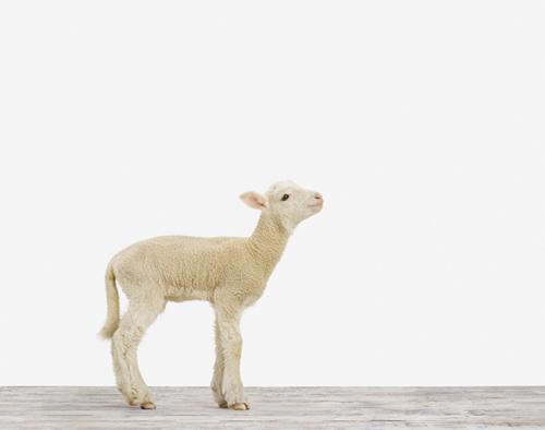 lamb
